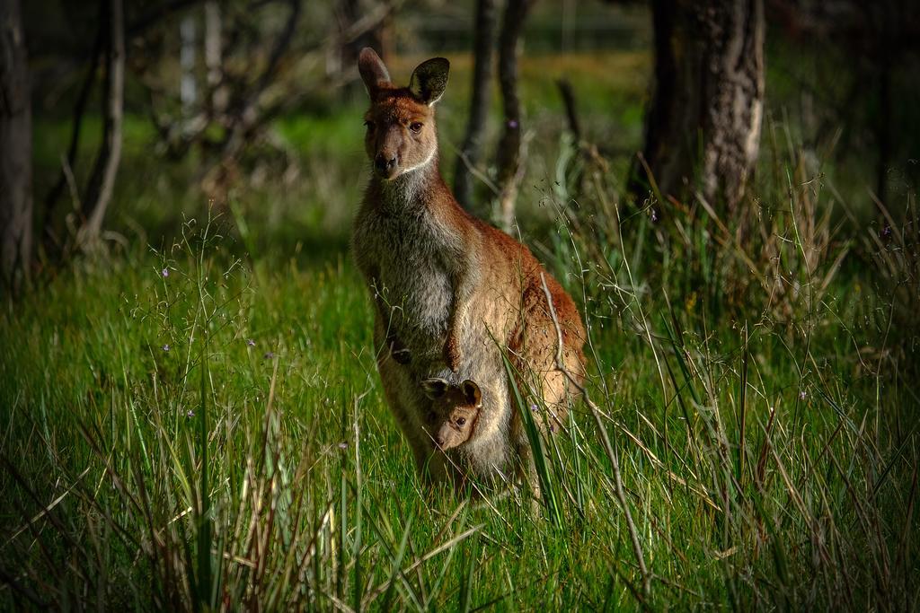 Lake Fyans Holiday Park エクステリア 写真
